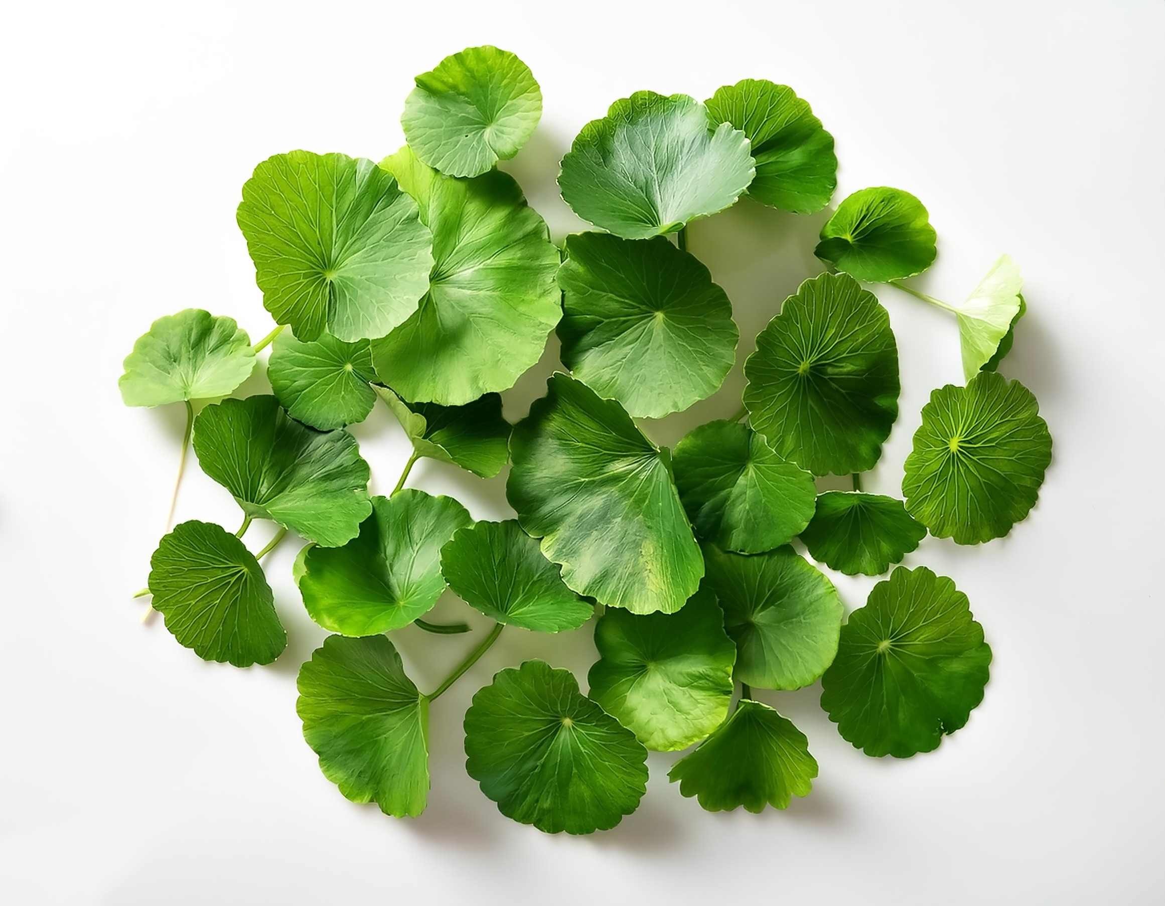 Ingredient: Centella asiatica extract